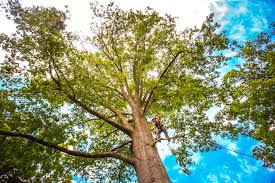 Best Tree Health Inspection  in Maunawili, HI